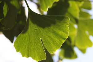 ginkgo-biloba